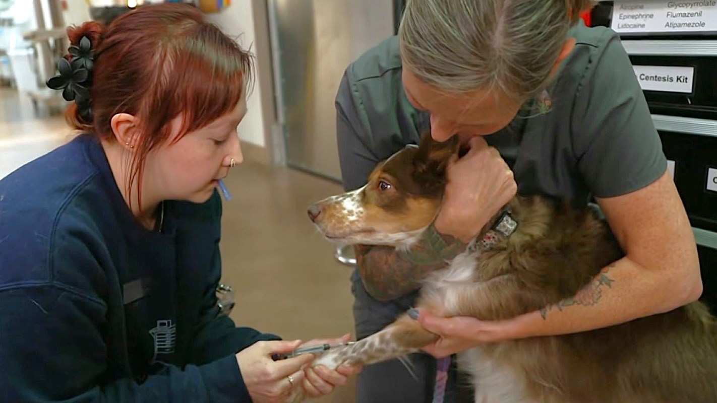 A woman administers a vaccine to a dog while another person holds the dog.