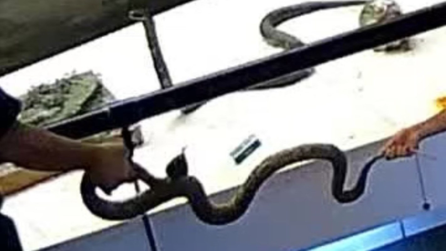 Two individuals hold a snake over a surface with various items in the background.