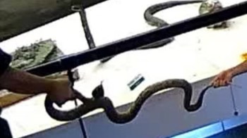 Two individuals hold a snake over a surface with various items in the background.