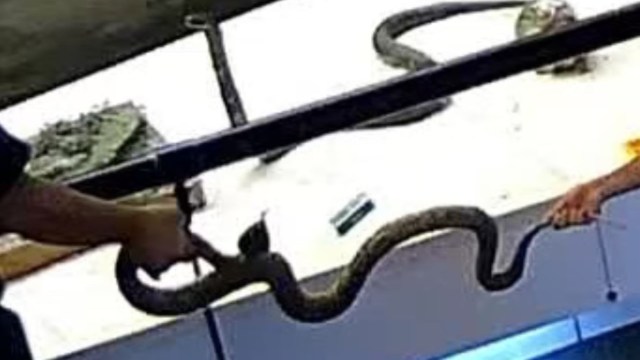 Two individuals hold a snake over a surface with various items in the background.