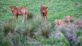 Three calves are in a grassy field, with two standing and one lying down.
