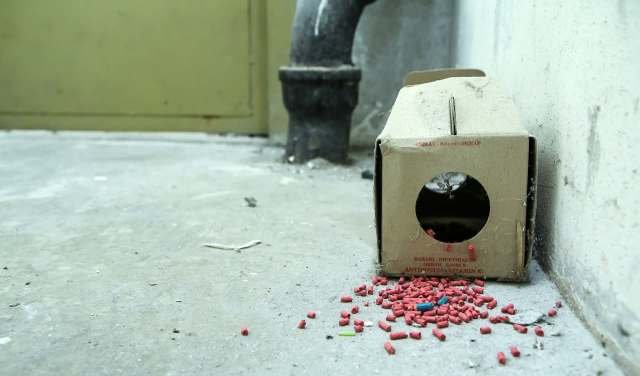 A cardboard box on the floor with red rat poison pellets scattered around it.