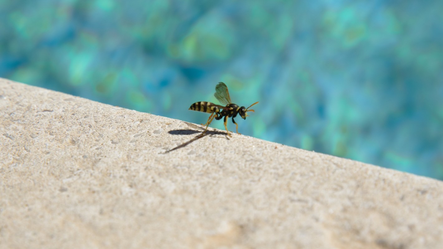 A bee is perched on the edge of a stone surface with a blurred blue background.