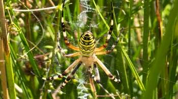 A yellow and black spider sits in its web among green grass.