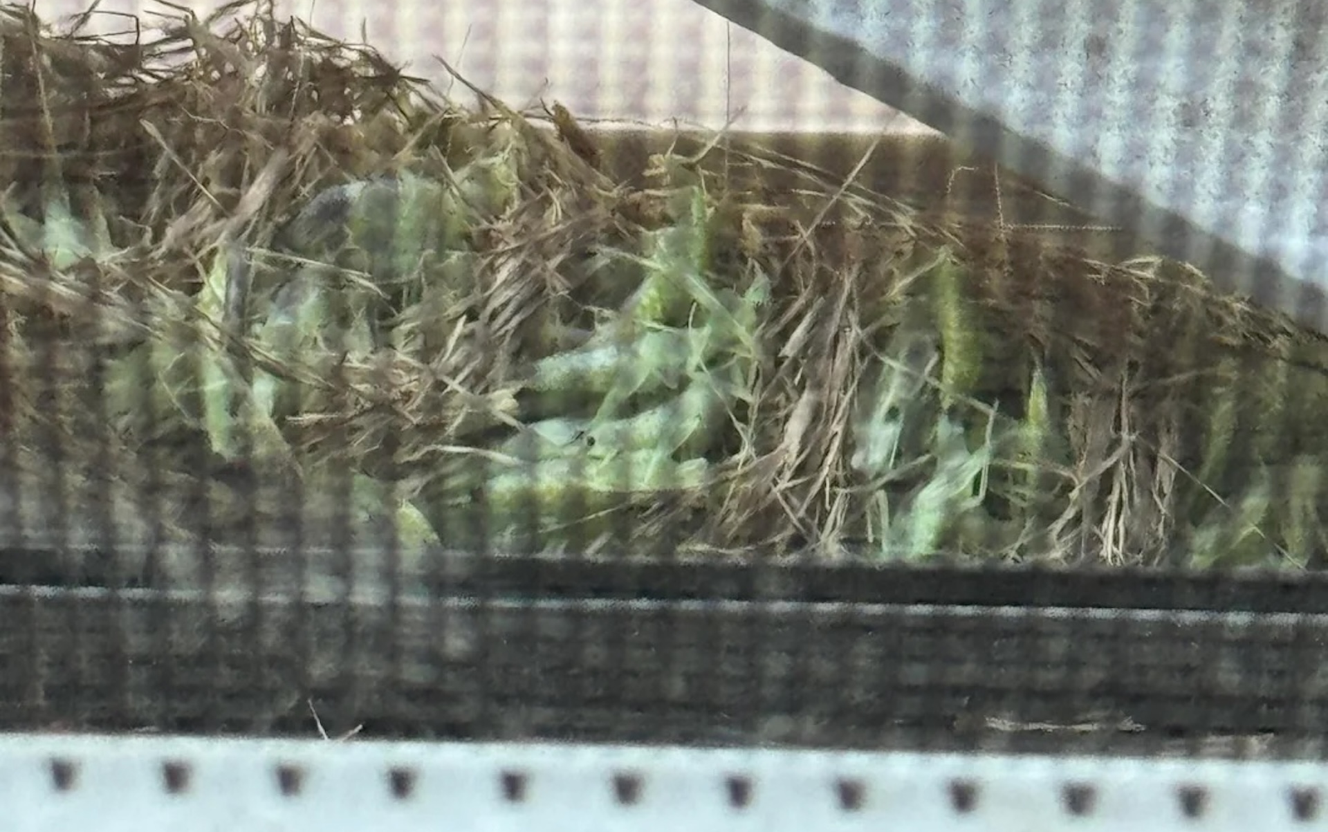 Midwest resident spots 'green bug nest' in window, learns wasp packed it with paralyzed prey