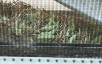 A nest containing green leaves and dry grass.
