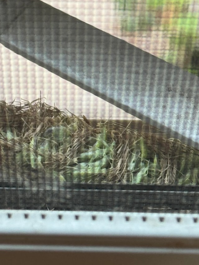 Green insects in a window frame.
