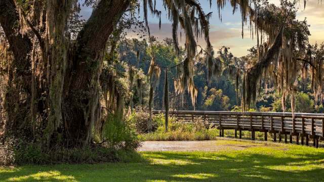A large tree with Spanish moss near a wooden boardwalk in a natural landscape.
