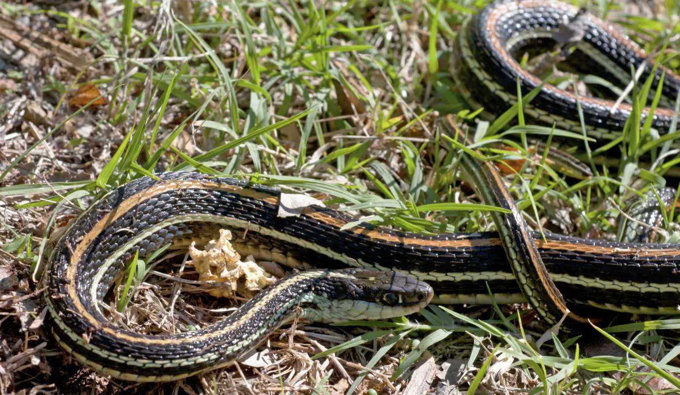 A Western ribbon snake lying on the ground among grass and leaves.