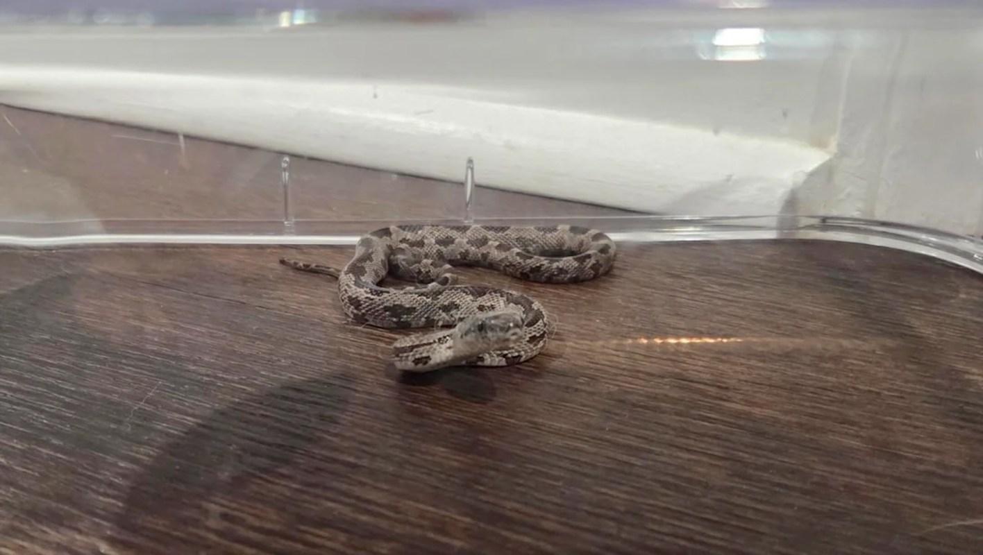A snake is resting on a wooden surface inside a transparent container.
