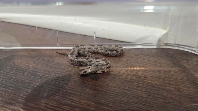 A snake is resting on a wooden surface inside a transparent container.