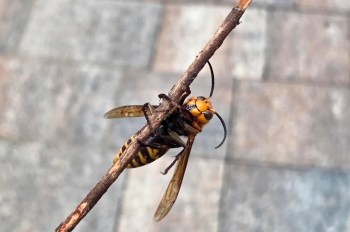 A yellow and black insect perched on a thin twig.
