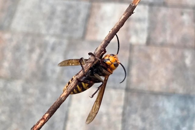 A yellow and black insect perched on a thin twig.