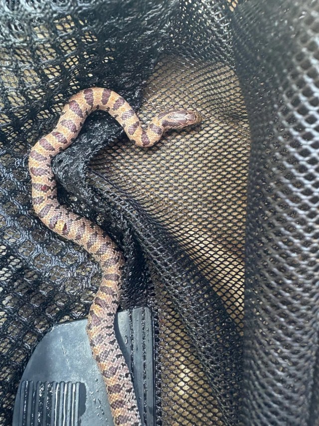 A snake in a net.