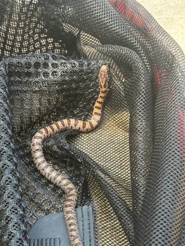 A snake in a net.