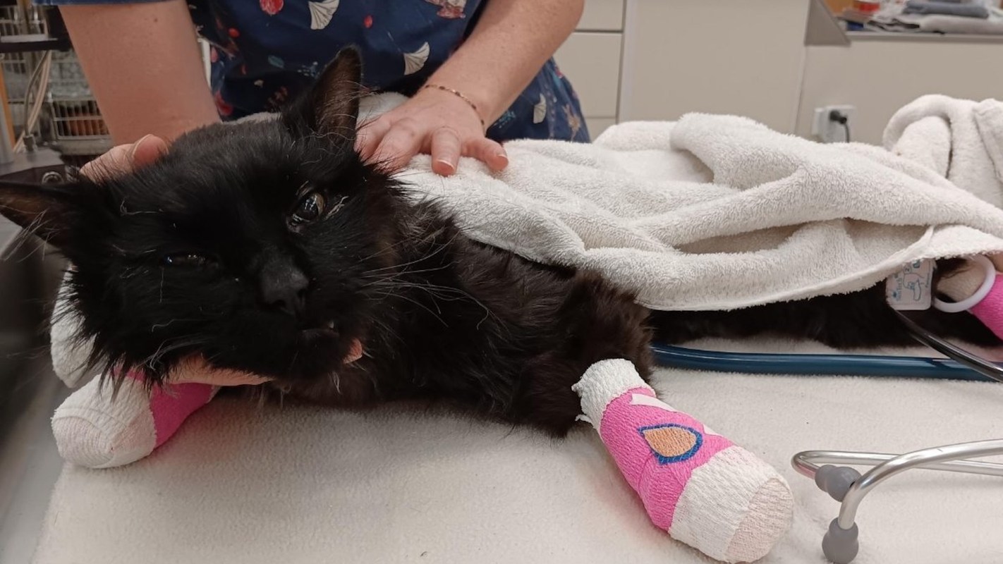 A black cat with bandaged paws rests on a table covered with a towel.