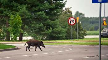 A wild boar crosses a road near traffic signs and trees.