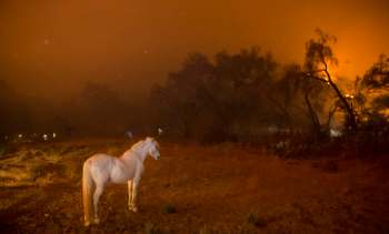 A white horse stands in a field surrounded by smoke and orange skies.