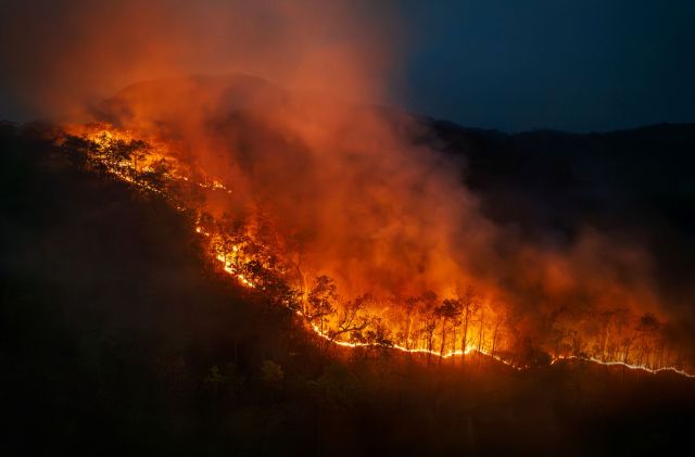 A forest fire.