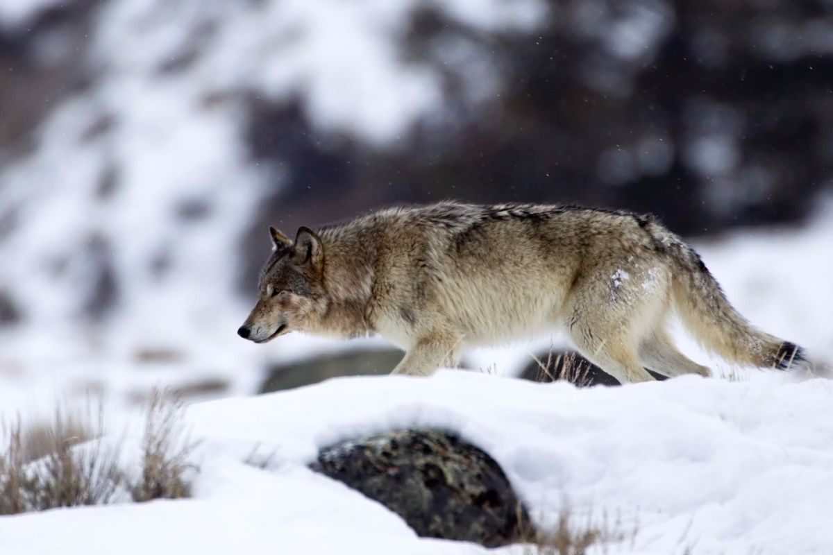 A wolf in Yellowstone National Park.