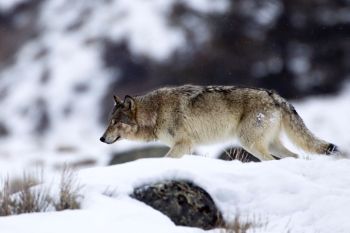 A wolf in Yellowstone National Park.