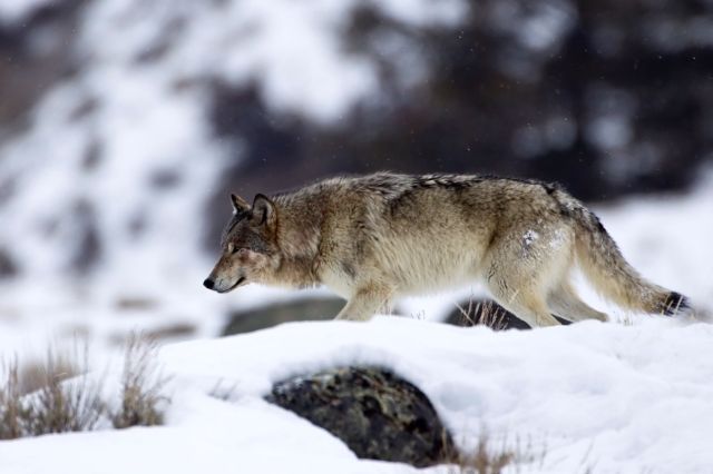 A wolf in Yellowstone National Park.