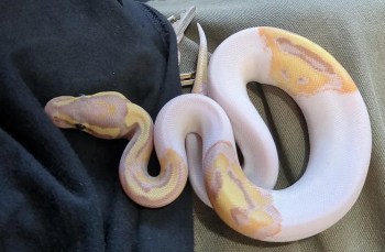 A ball python with a yellow and white pattern rests on dark fabric, with a set of keys visible.