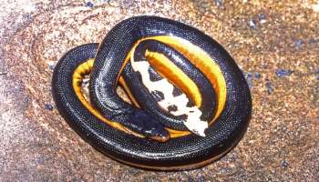 A black and orange snake coiled on a textured surface.