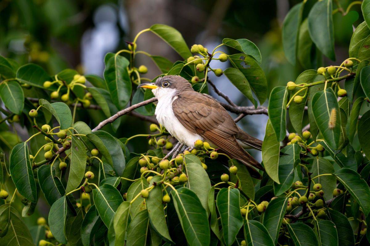 A yellow-billed cuckoo.