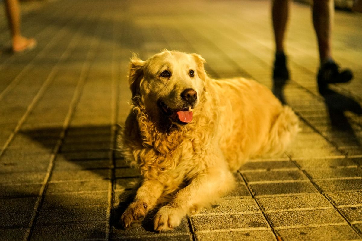 A yellow labrador dog lies on the bricks outside at night