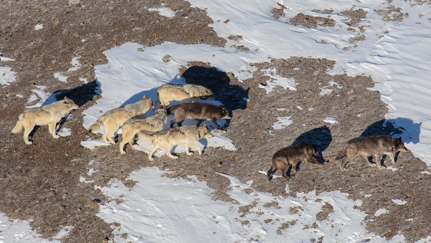 A group of wolves walking across a snowy landscape at Yellowstone National Park.
