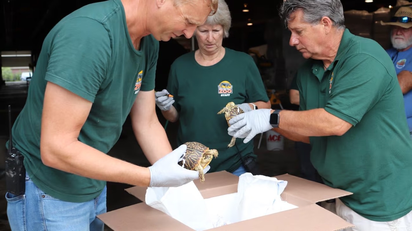 Three people in green shirts handle turtles while preparing to remove them from a cardboard box.