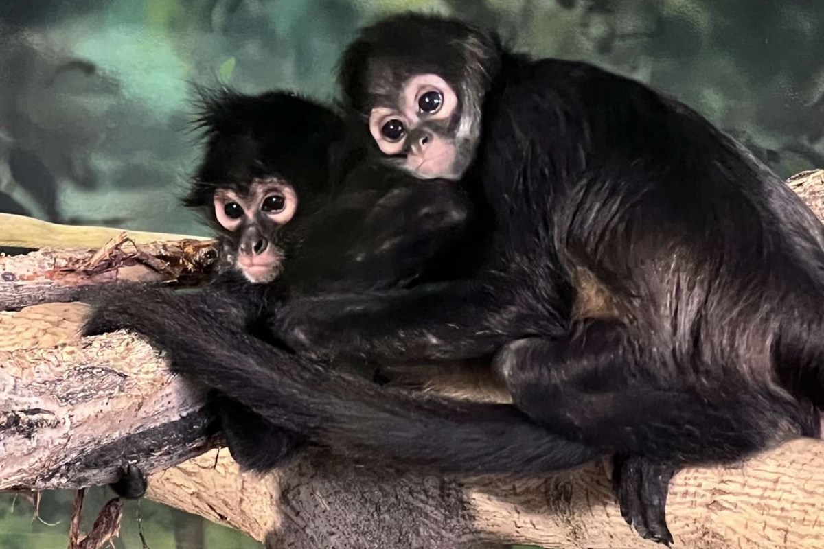 Two monkeys.