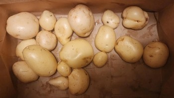 A collection of various-sized potatoes in a cardboard box.