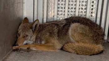 A coyote rests in a metal enclosure with a patterned floor.
