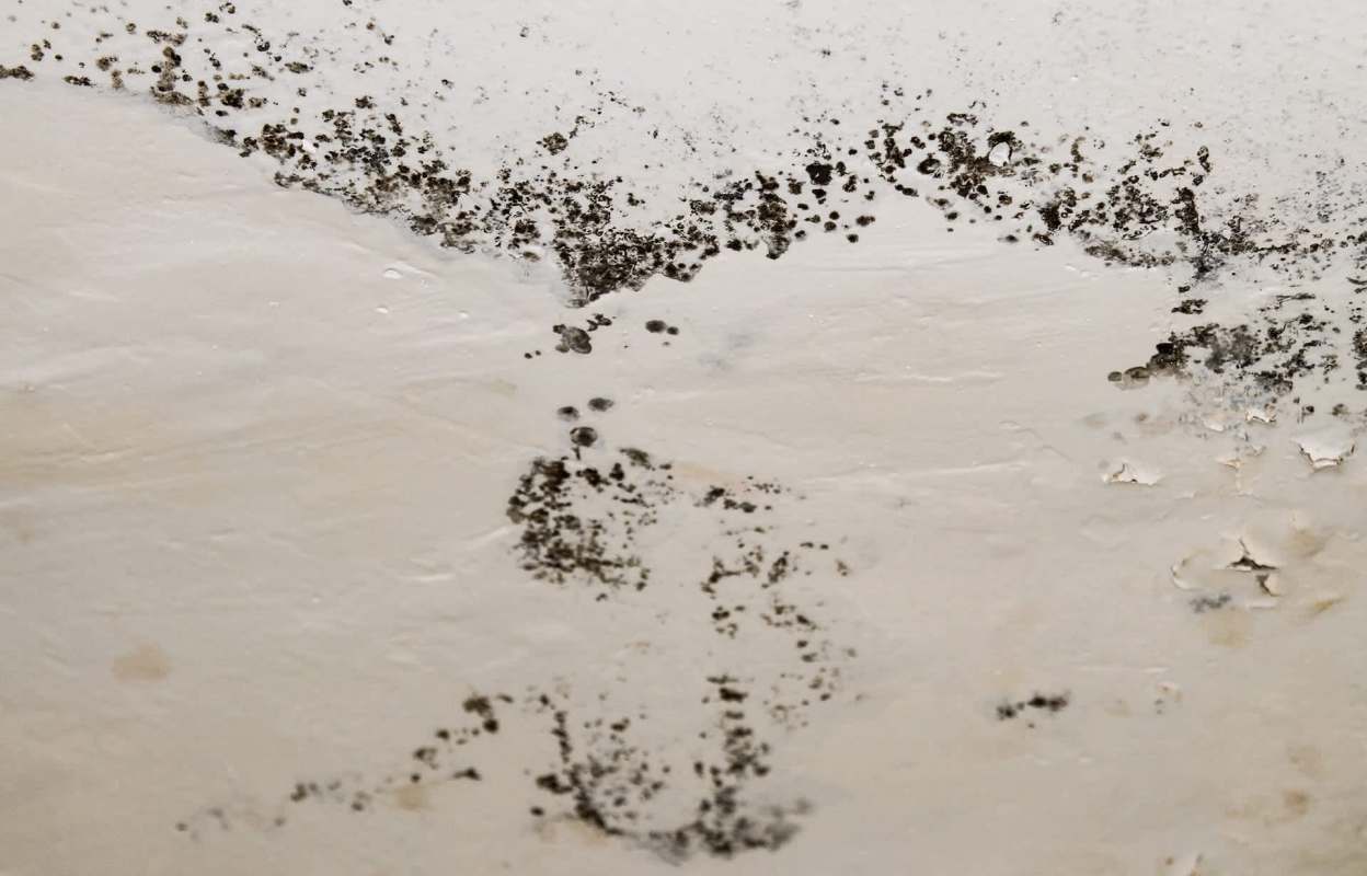 Mold on a ceiling.