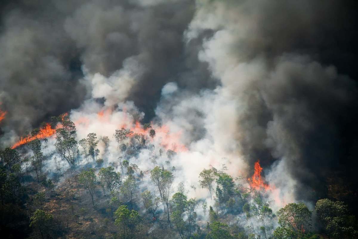 A forest fire with large flames and thick smoke rising among trees.