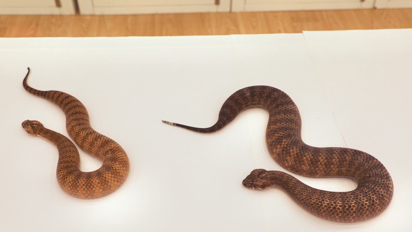 Two snakes of different sizes and colors are positioned on a white surface.