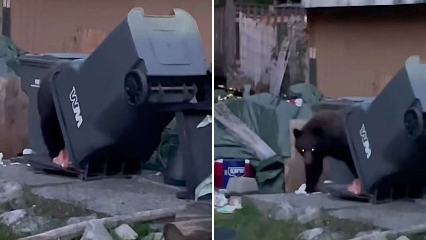 A bear rummages through an overturned trash can in an outdoor area.