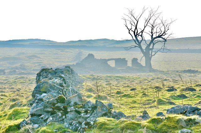 A tree stands near the ruins of a building in a grassy landscape in Castleton England