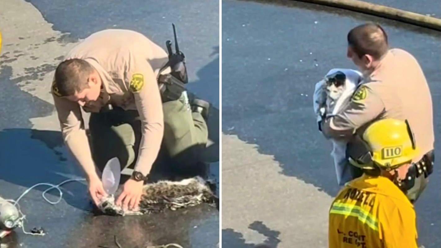 A police officer tends to a cat on the ground and later holds the cat wrapped in a towel.
