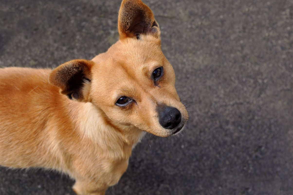 A dog with short brown fur stands on a dark surface, looking up.