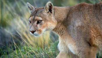 A puma walking through grassy terrain.