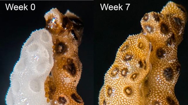 A coral healing from bleaching.