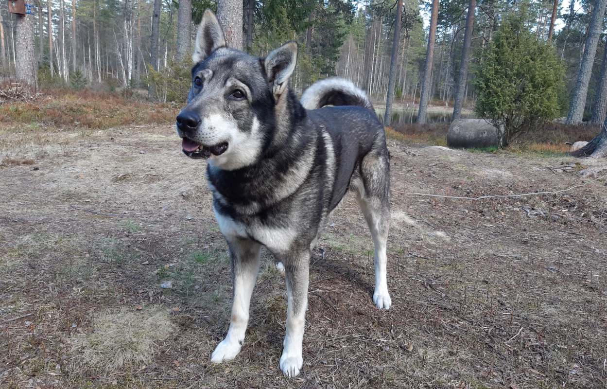 A gray and white dog.