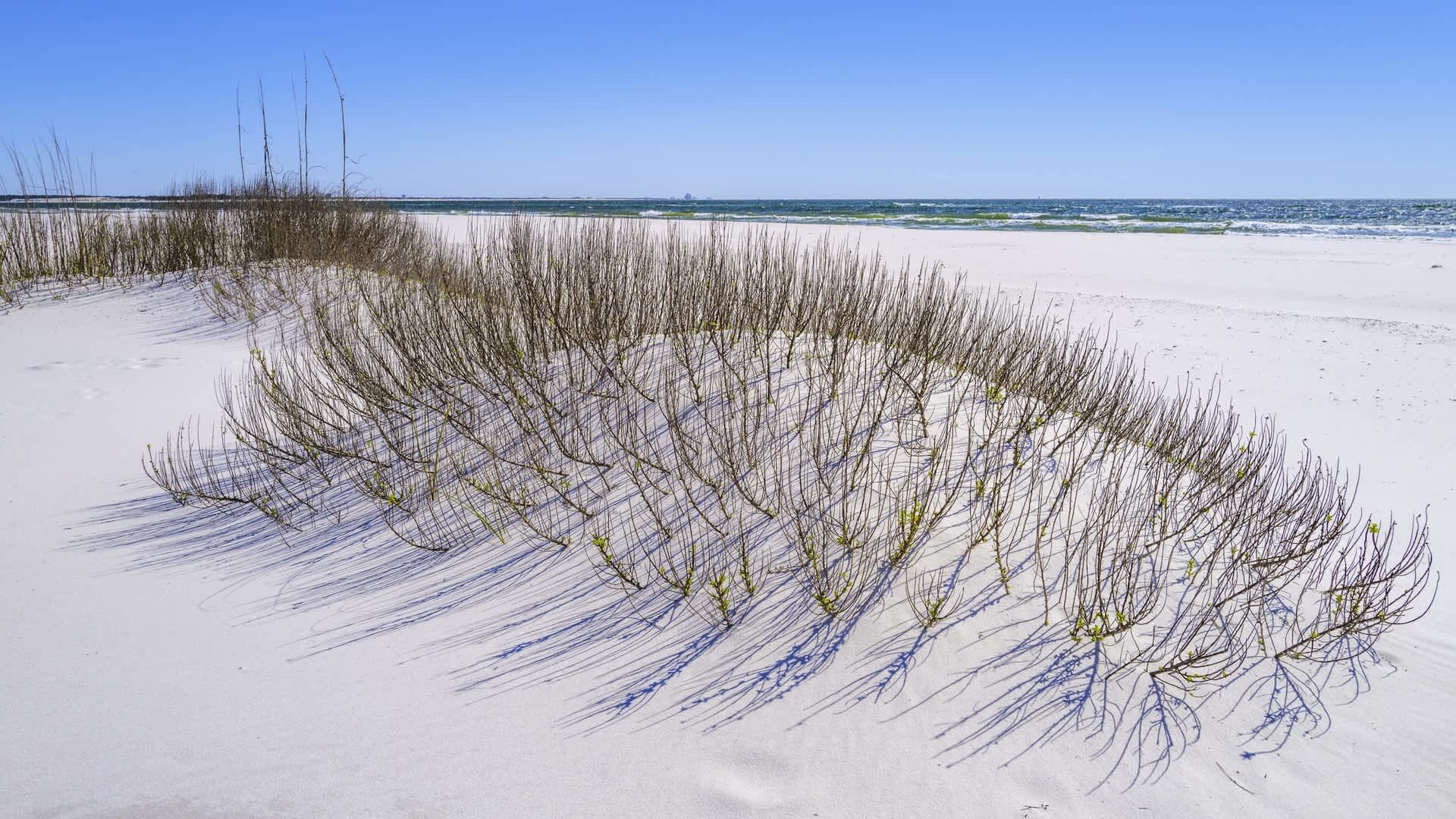 3 tiny Florida reptiles finally get endangered status as sea rise and development close in