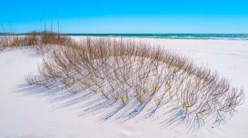 Sparse vegetation with thin branches casts shadows on white sand near a beach and ocean under a clear blue sky.