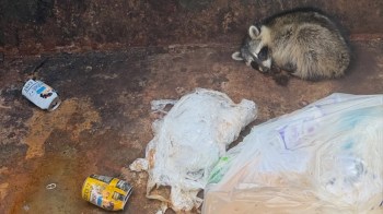 A raccoon curled up near trash in a dumpster.