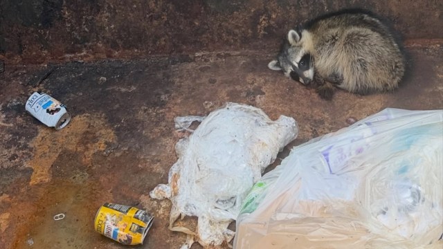 Iowa brewery finds 'trashed panda' in dumpster, then turns him into a drink special