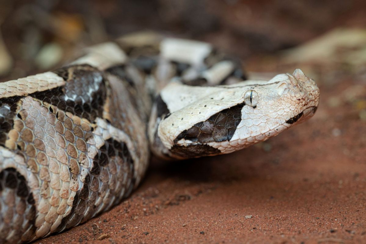 A Gaboon viper.